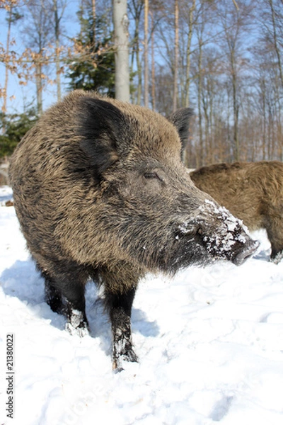 Obraz Wildschwein