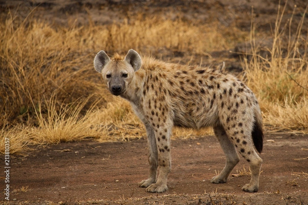 Obraz Spotted hyena
