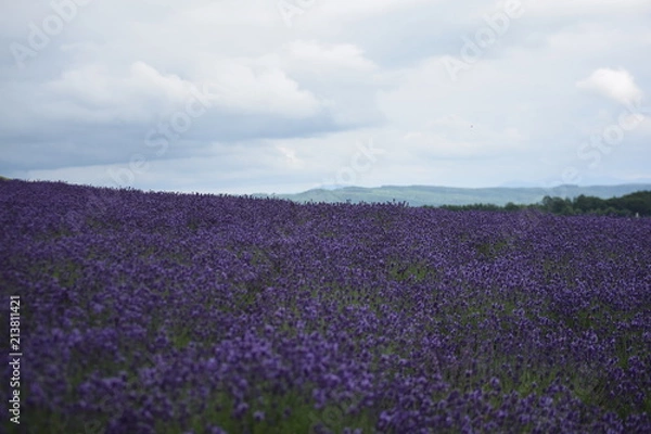 Fototapeta 曇り空のラベンダー畑