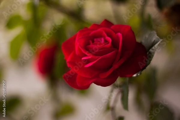 Obraz Rose im GArten