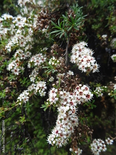 Fototapeta Manuka