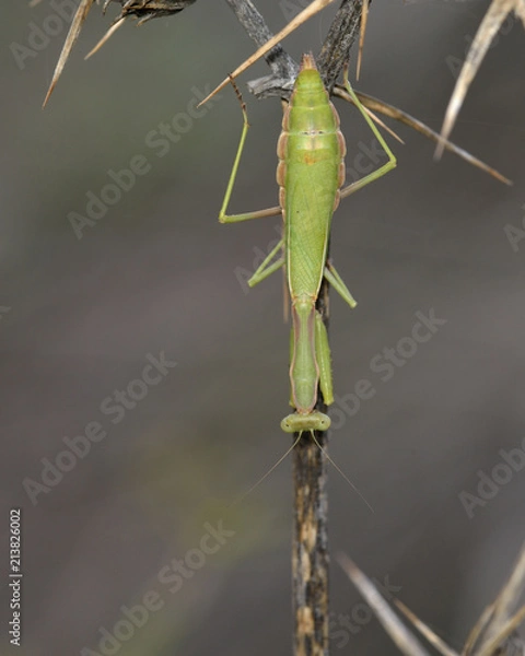 Fototapeta Iris oratoria, also known by the common name Mediterranean Mantis or less frequently Iris mantis, Crete