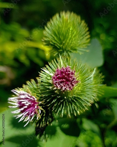 Obraz Flowering carduus macro