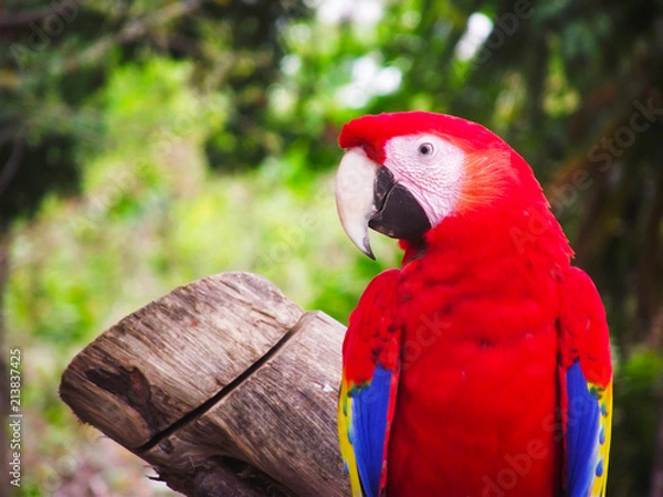 Obraz Arara na natureza