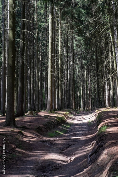 Obraz Wald von Friedrichroda