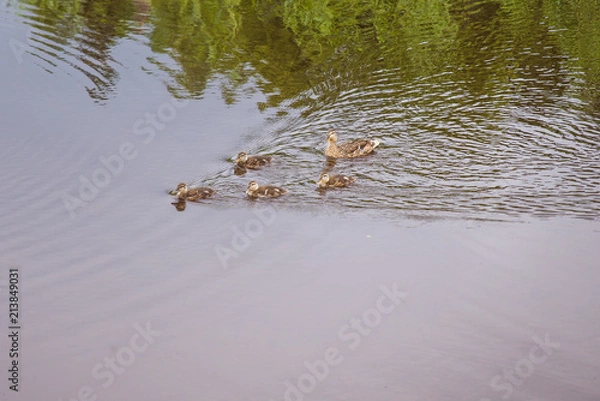 Obraz duck with ducklings on the lake