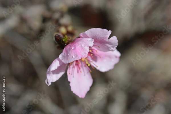 Obraz Rain Drops on Pink Blossoms