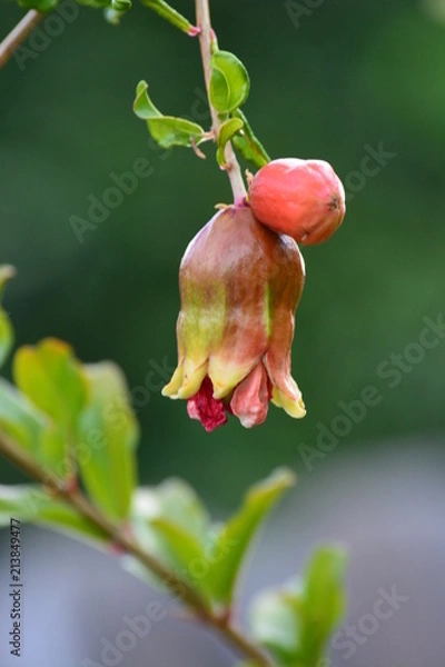 Obraz Pom Pom Pomegranite