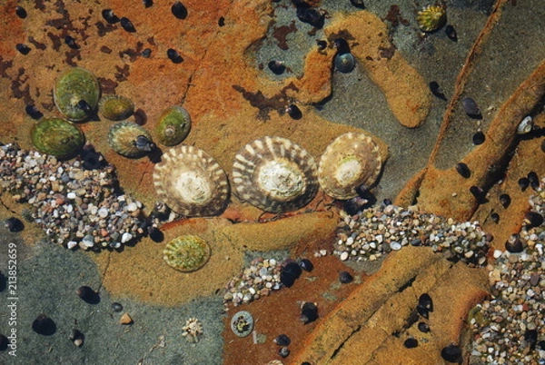 Obraz Sea shells