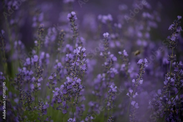 Obraz Blooming and fragrant lavender field