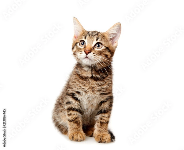 Obraz cat on white background