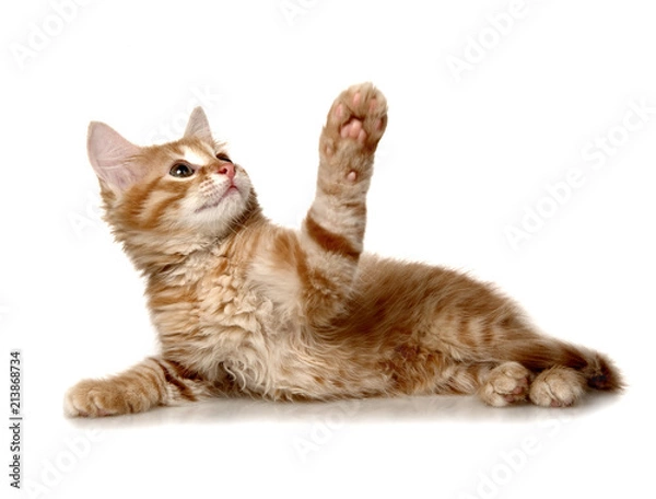 Obraz cat on white background