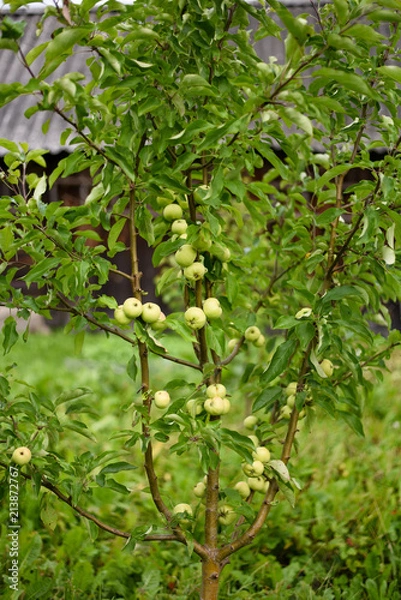 Obraz Colonoid apple tree