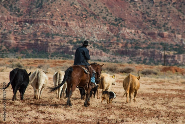Fototapeta Cowboy and dog rounding up cattle, Southern Utah
