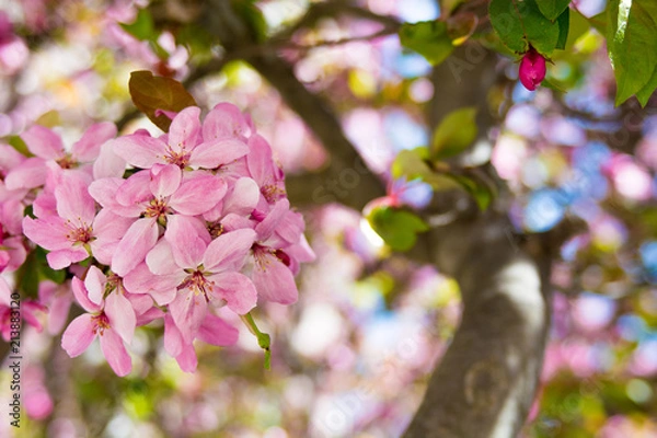 Obraz Tree buds hang on the tree