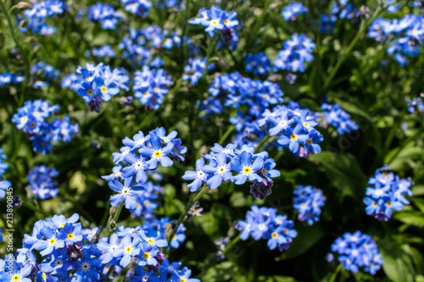 Fototapeta 忘れな草