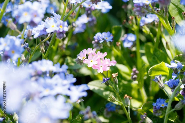 Fototapeta 忘れな草
