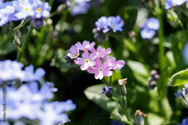 Fototapeta 忘れな草