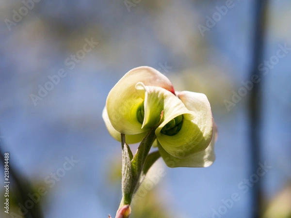 Fototapeta ハナミズキの蕾