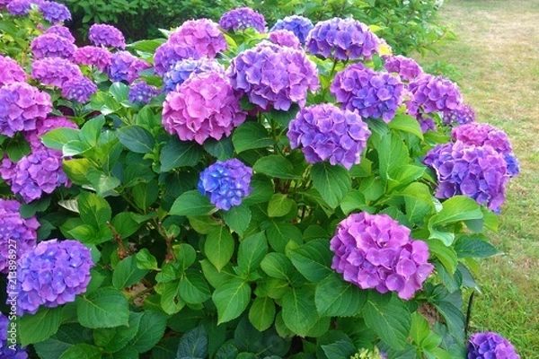 Fototapeta Hydrangea macrophylla - Hortensia flower - Beautiful bush of hydrangea flowers in a garden
