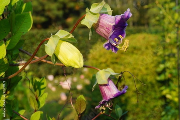 Fototapeta Cobaea scandens in a Garden, (monastery bells, cathedral bells, cup-and-saucer wine).
