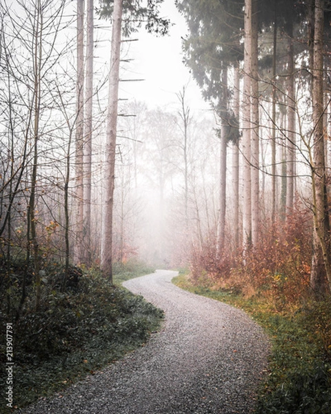 Fototapeta forest road