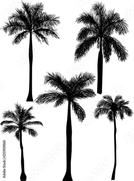 Fototapeta five palm silhouettes isolated on white