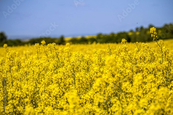 Obraz Raps field landscape