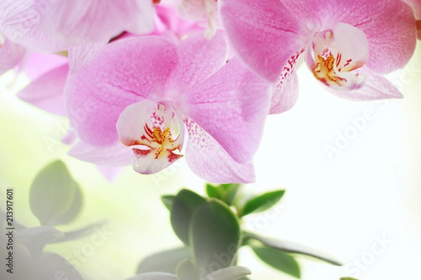 Obraz Blossoming pink orchid