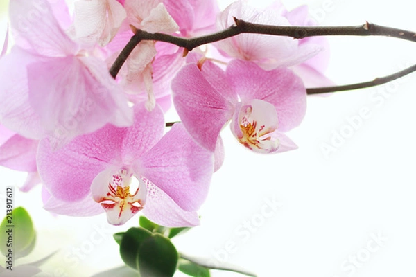 Obraz Blossoming orchid