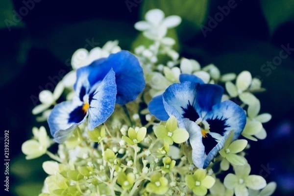 Fototapeta Stiefmutterliebe