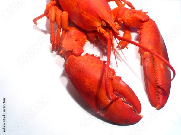 Obraz homar