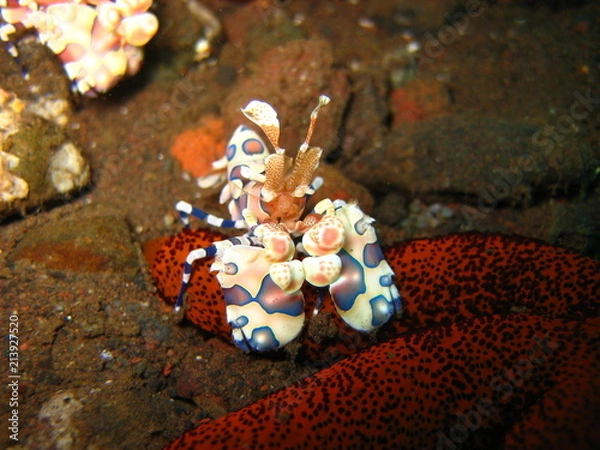 Obraz Harlekingarnele