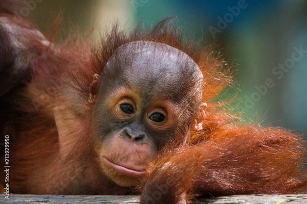 Fototapeta How cute am I?