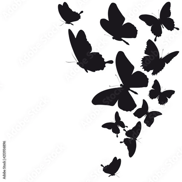 Obraz black butterfly, isolated on a white
