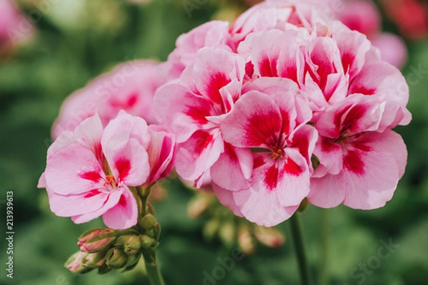 Obraz Zamknij się obraz jasny różowy geranium na zielonym tle