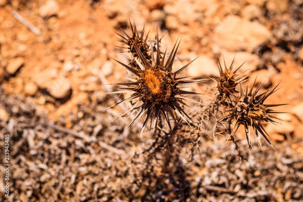 Obraz Protected in wilderness 