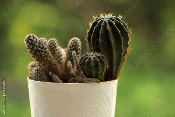 Fototapeta Cactus. Summer background.