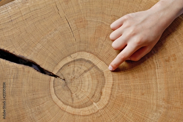 Obraz time for training education, counting annual rings on the tree