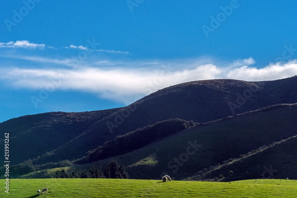 Fototapeta ニュージーランドの羊