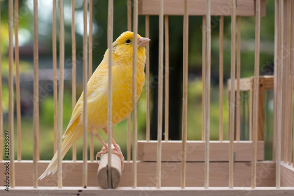 Obraz Yellow bird canary in a cage