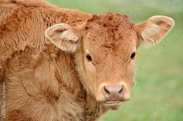 Fototapeta portrait de veau
