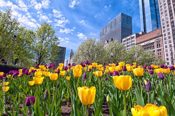 Fototapeta A colorful tulip bed of yellow and magenta flowers against the Chicago skyline. 