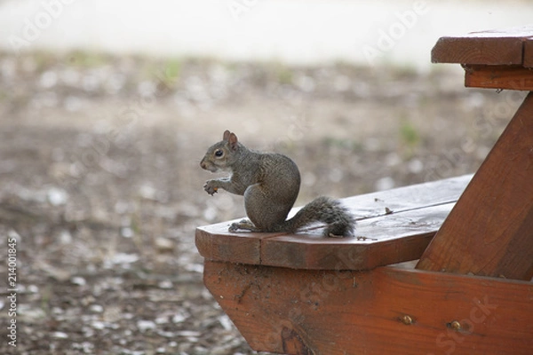 Obraz squirrel eating on park bench