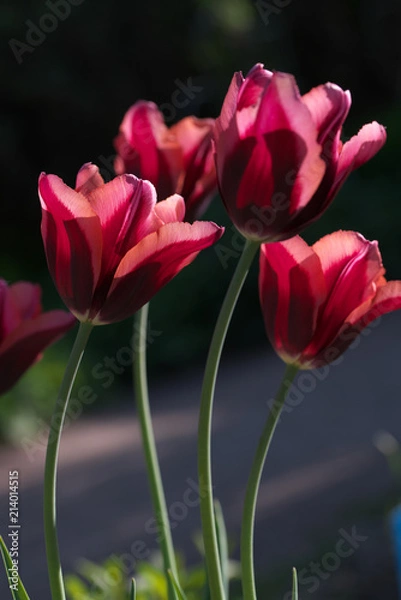 Obraz Four tulips. Abstract background.