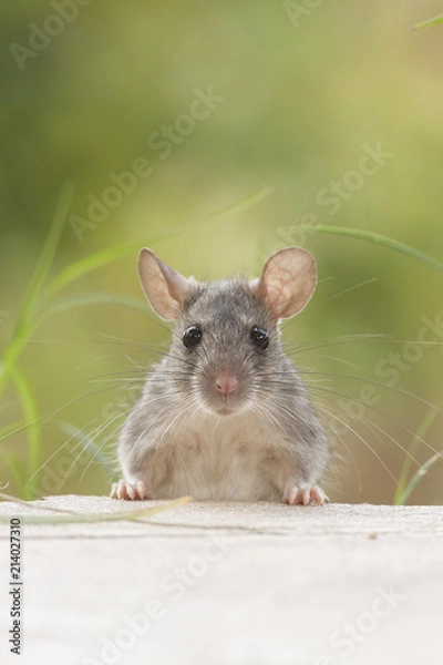 Obraz Rat eaten   back yard feeder