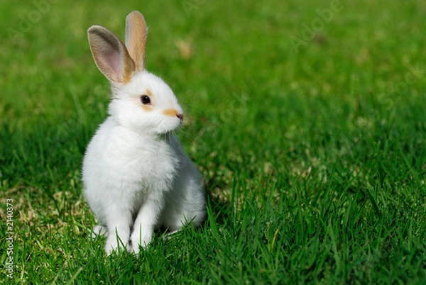 Obraz Biały królik na trawie