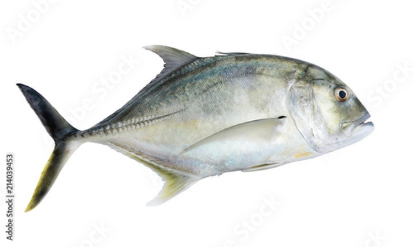 Obraz podstawa caranx