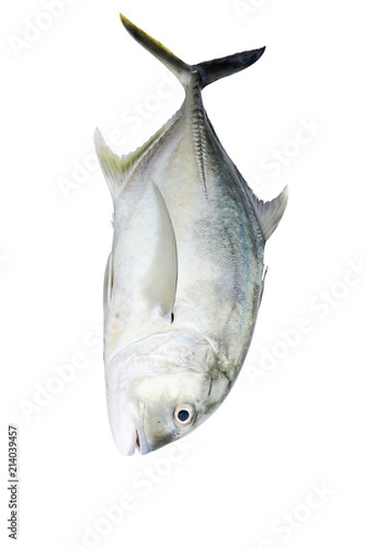 Obraz  Caranx ignobilis