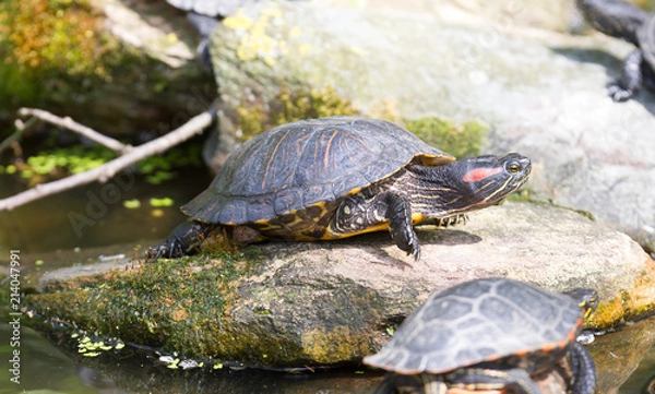 Fototapeta European bog turtle - Emys orbicularis